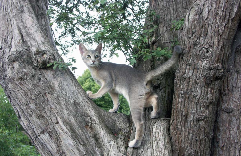 Abyssinian cat