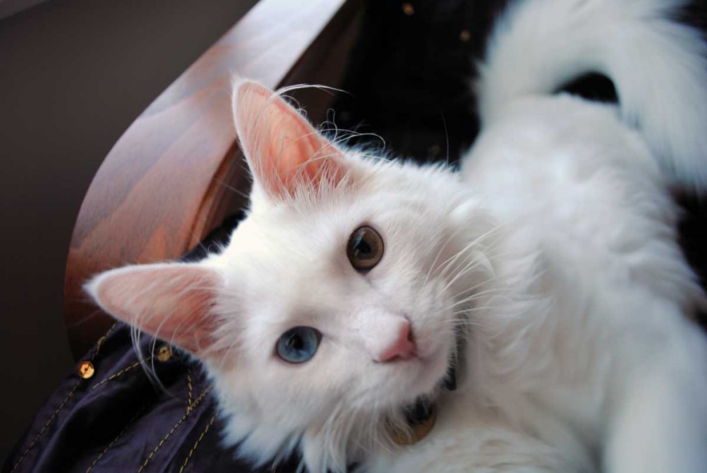 Turkish Angora cat with different colored eyes