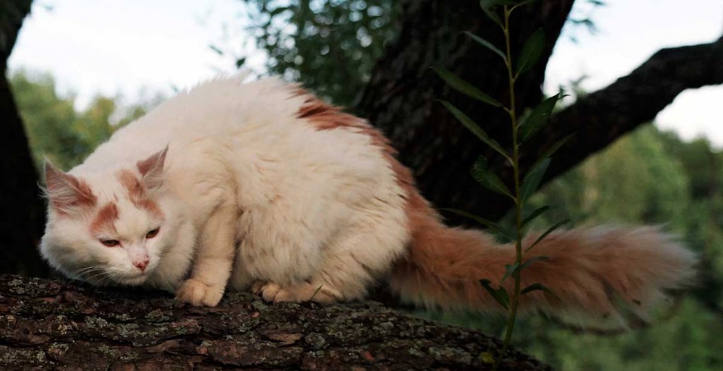 Turkish Van cat