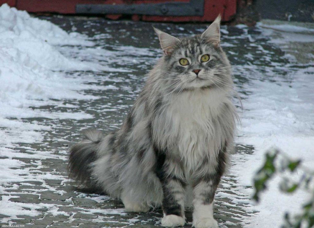 Maine Coon cat in snow