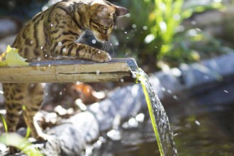 Bengal cat plays in water