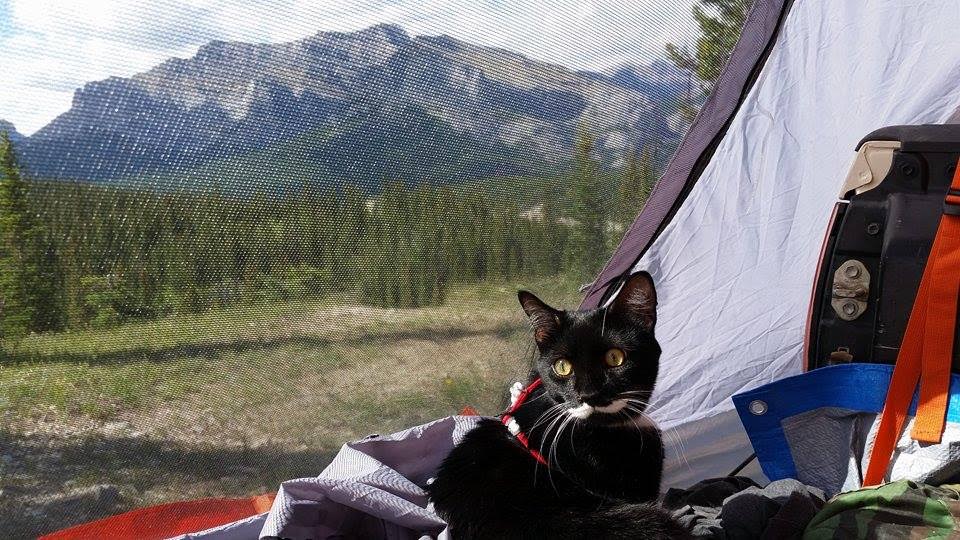 Pistachio the cat camping in Calgary