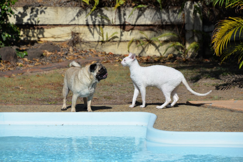 Gandalf the white cornish rex plays with his pug friend at the pool