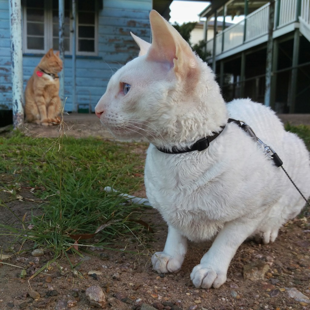 Gandalf the white cornish rex loves to visit his neighbor cats