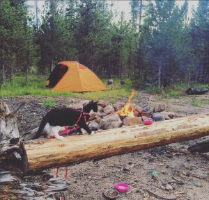 kitten at campsite