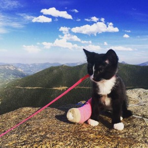 kitten wearing cast