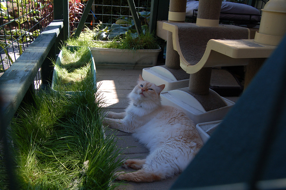 A catio with some delicious grass is the "purrfect" place for kitty outdoor time. (Photo: Tinsley Hunsdorfer/Audubon Society of Portland)