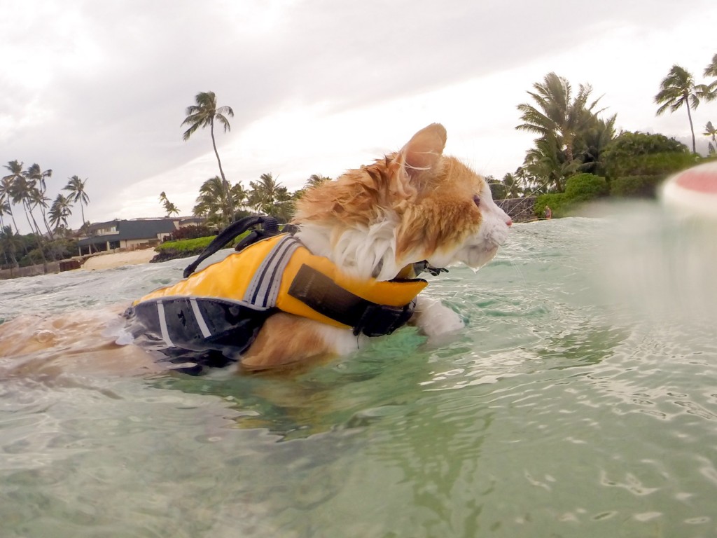 Nanakuli surfing cat swimming