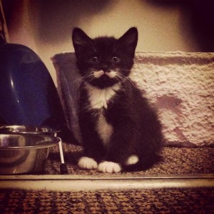 kitten with moustache