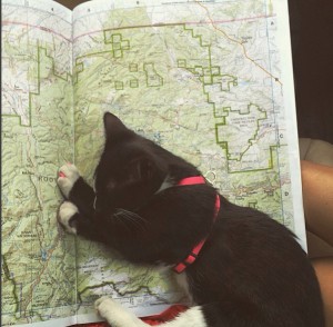 kitten asleep on map