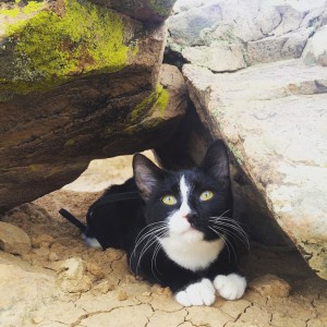 kitten hiding under rocks