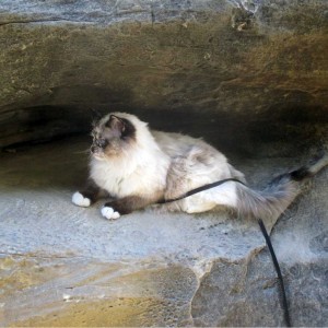 cat rests on cool rocks