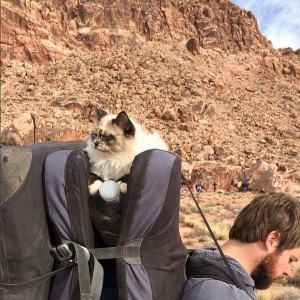 Zhiro the cat riding on climbing pads