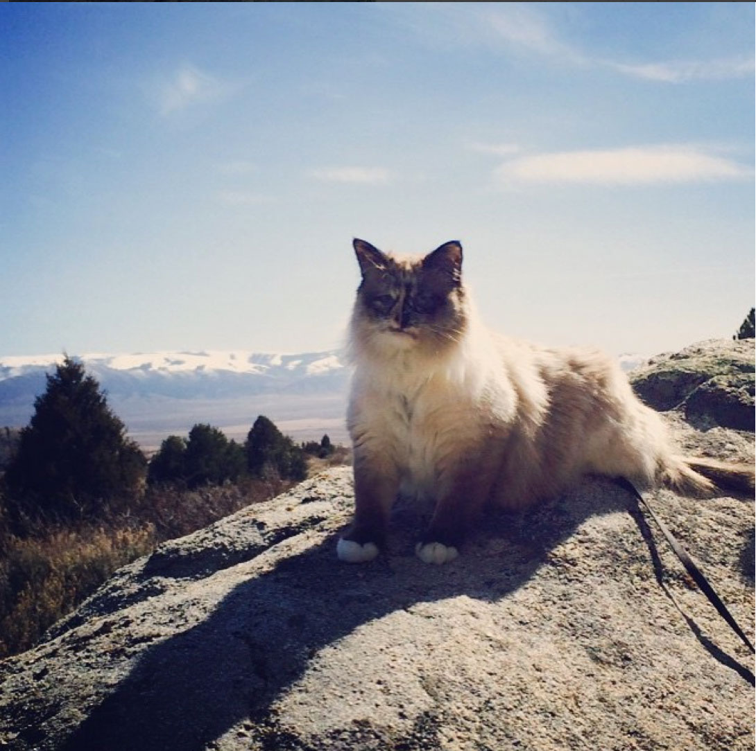 cat atop mountain