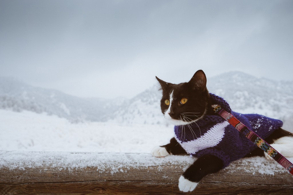 kitten in front of snowy Boulder mountains