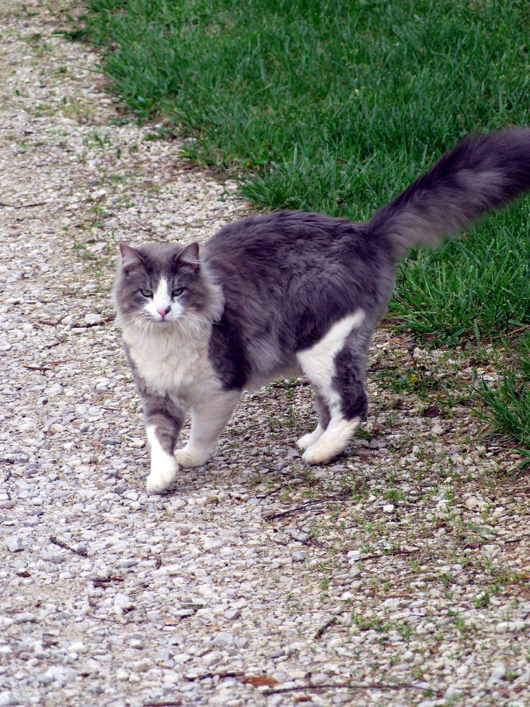 cat with puffy tail