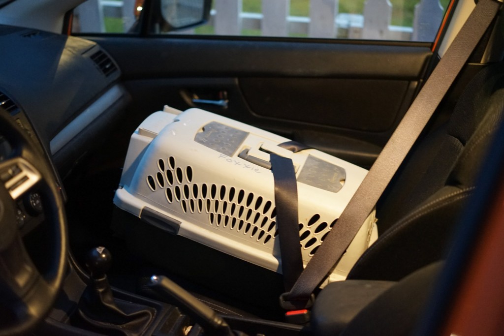 cat carrier with seat belt