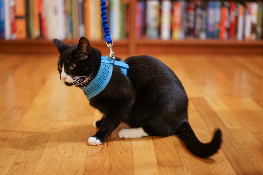 cat wearing harness and leash indoors