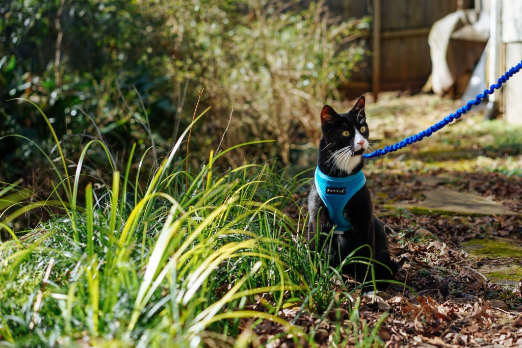 train cat to walk on leash