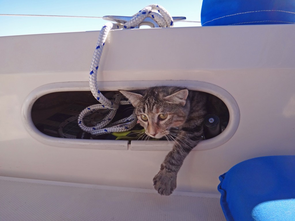 Georgie sailing cat in porthole