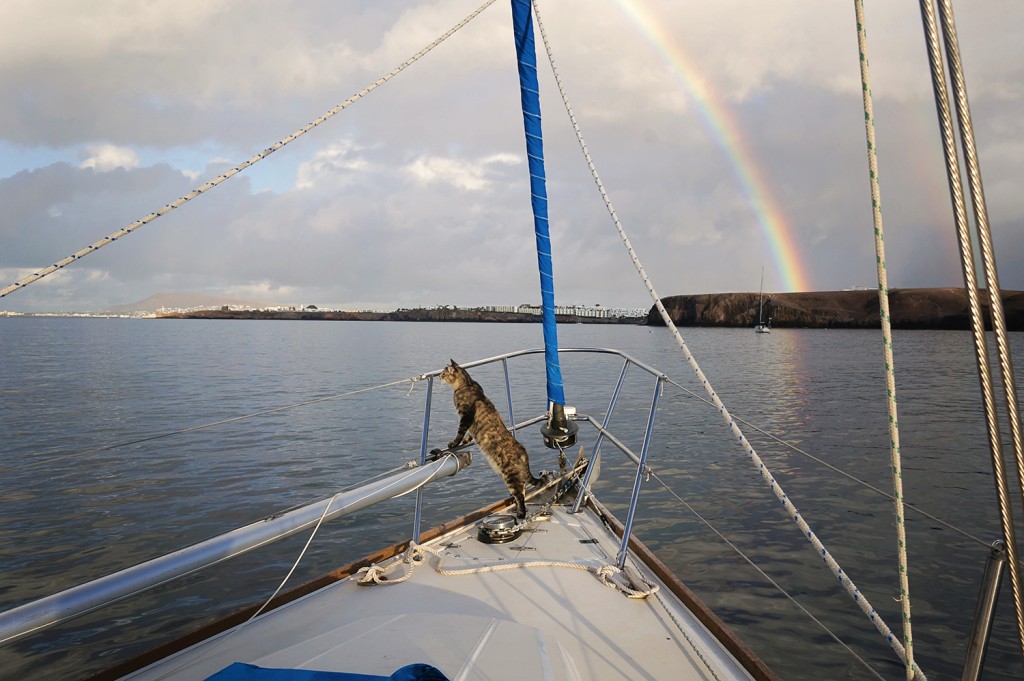 Georgie Boat Cat and Rainbow