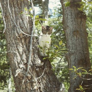kitten climbing tree