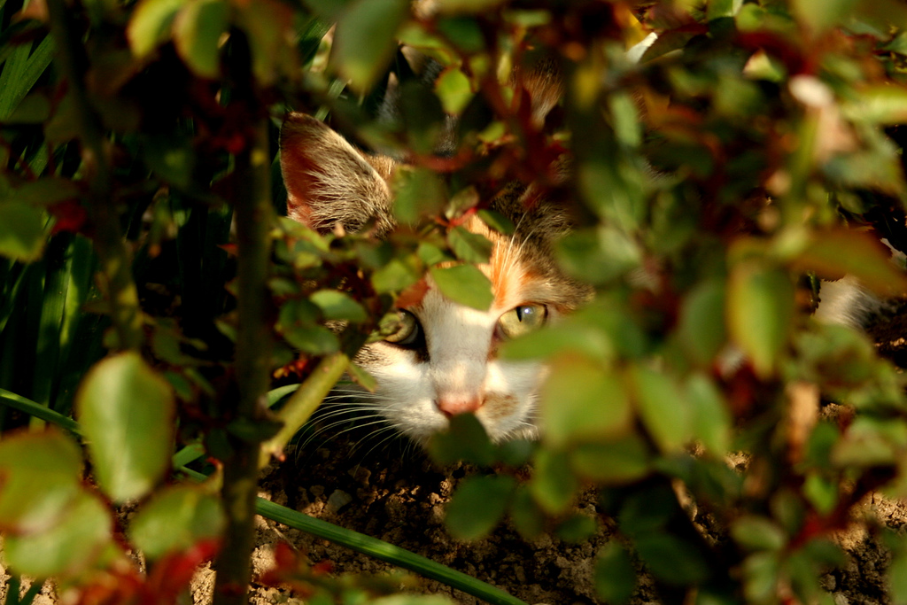 A calico cat hides in the foliage, almost perfectly camouflaged