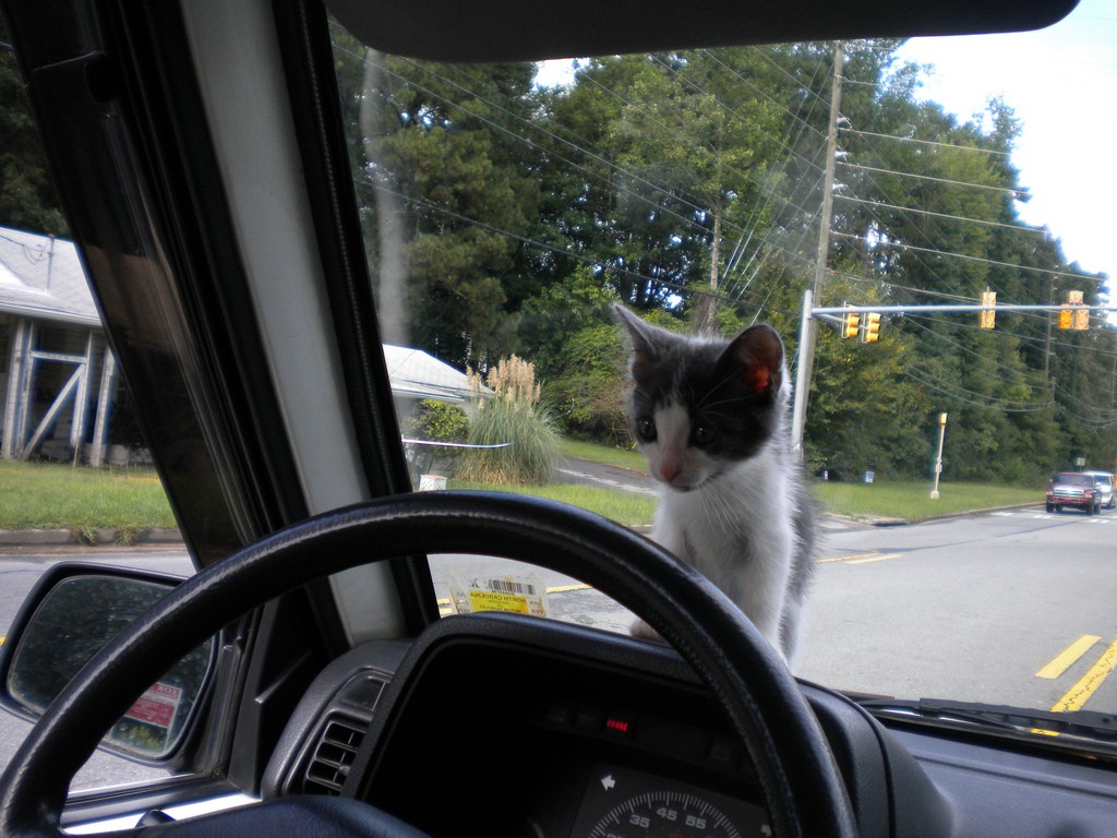 kitten on dashboard