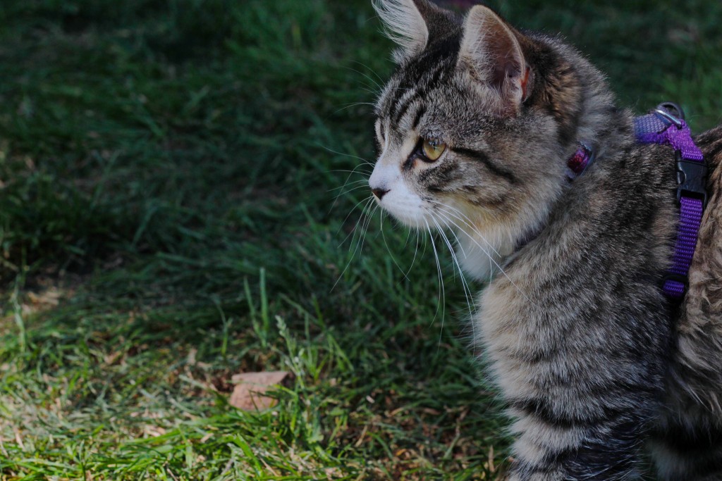 cat in purple harness