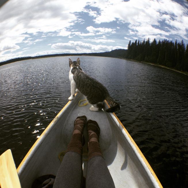 cat riding in canoe
