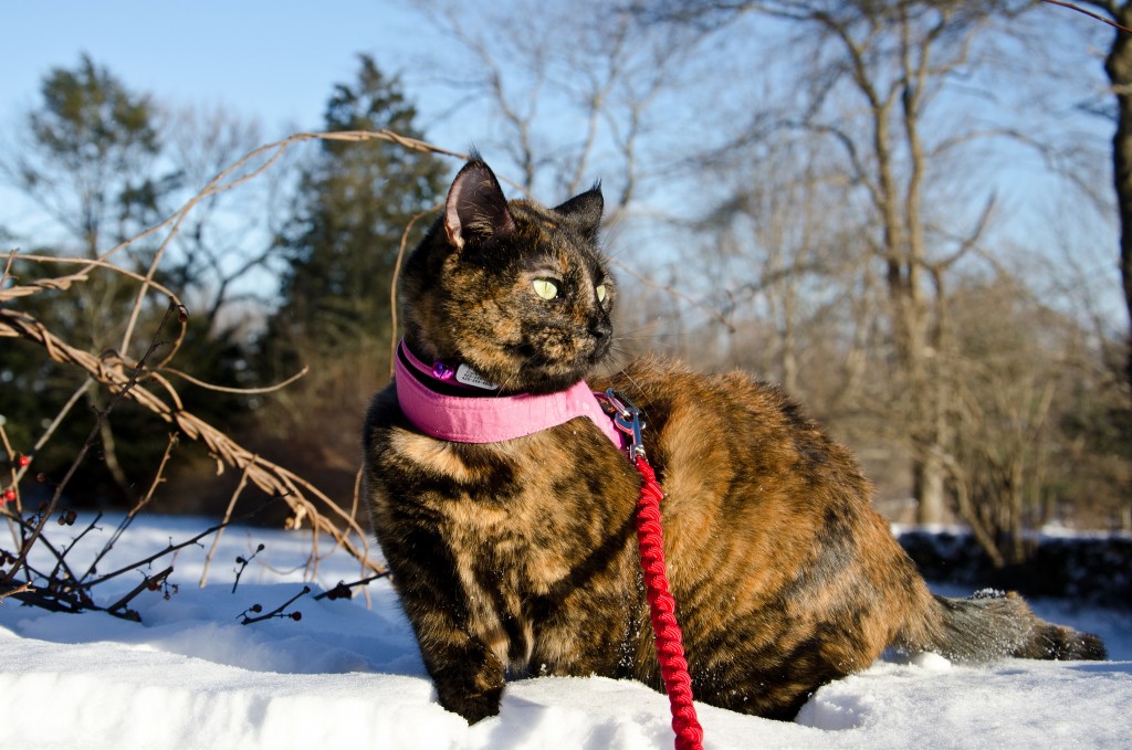 cat walking on leash in snow