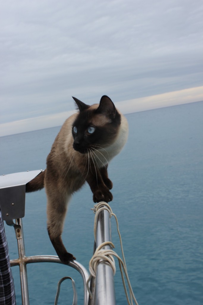 Boat cat looks at ocean