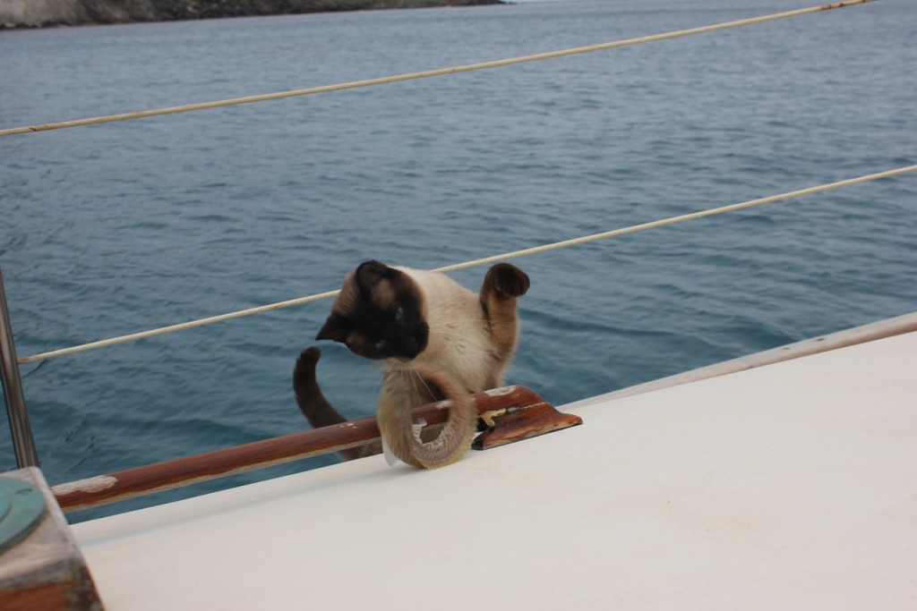 Boat Cat Climbs Aboard