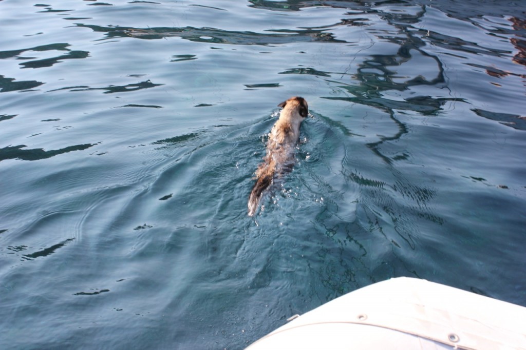 Swimming boat cat