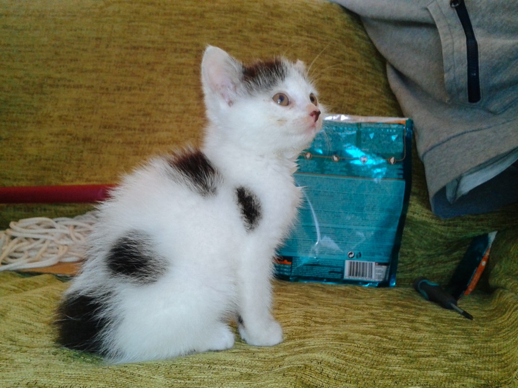 Yuki the kitten