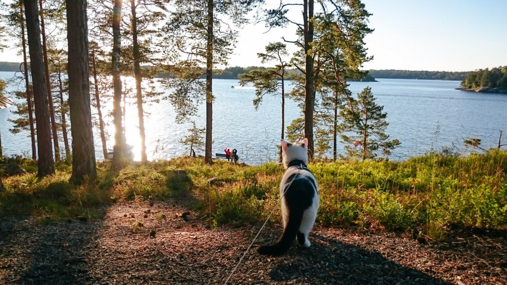 cat looking at lake