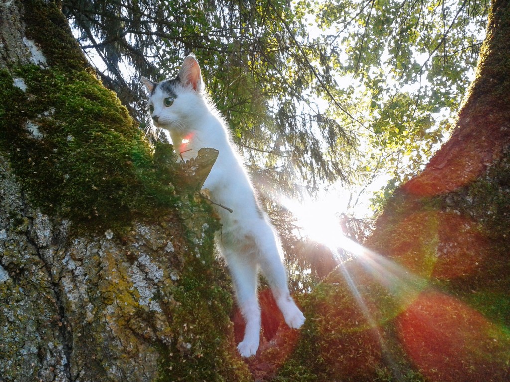 kitten climbing in mossy tree