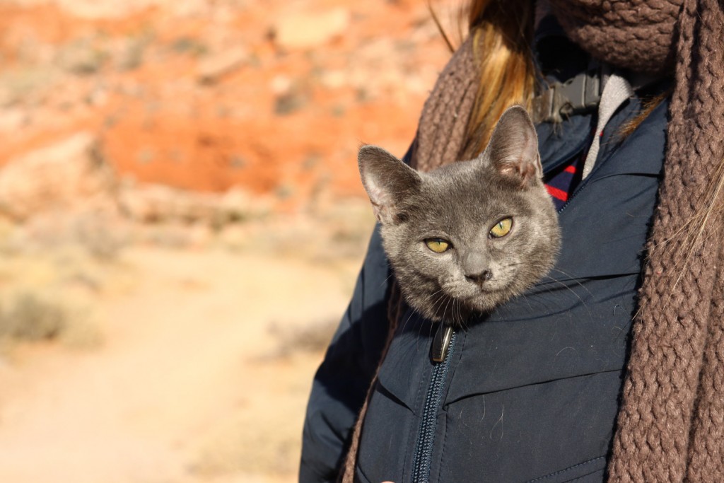 cat zipped into coat