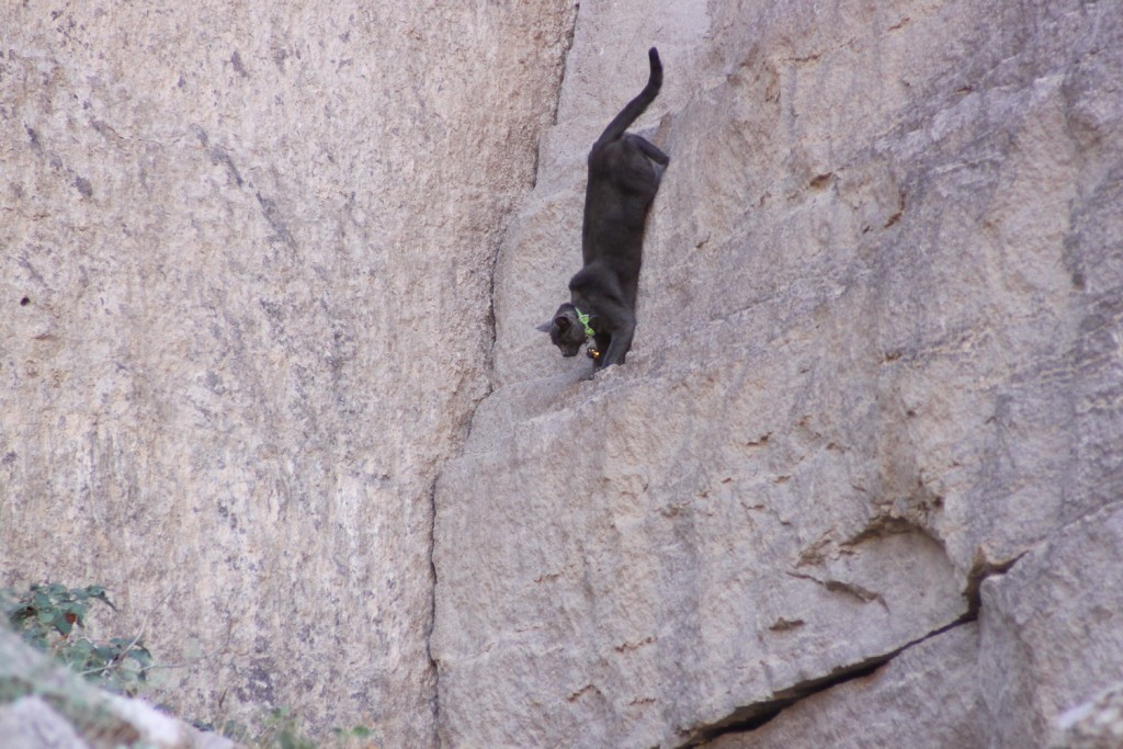 rock climbing cat