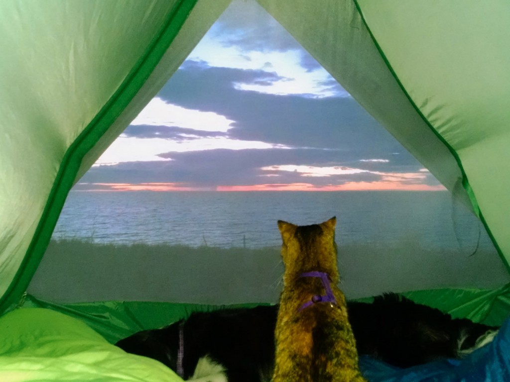 cat looking outside tent