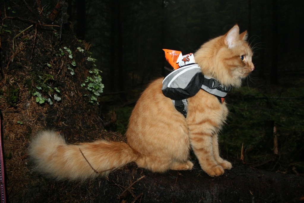 cat wearing backpack