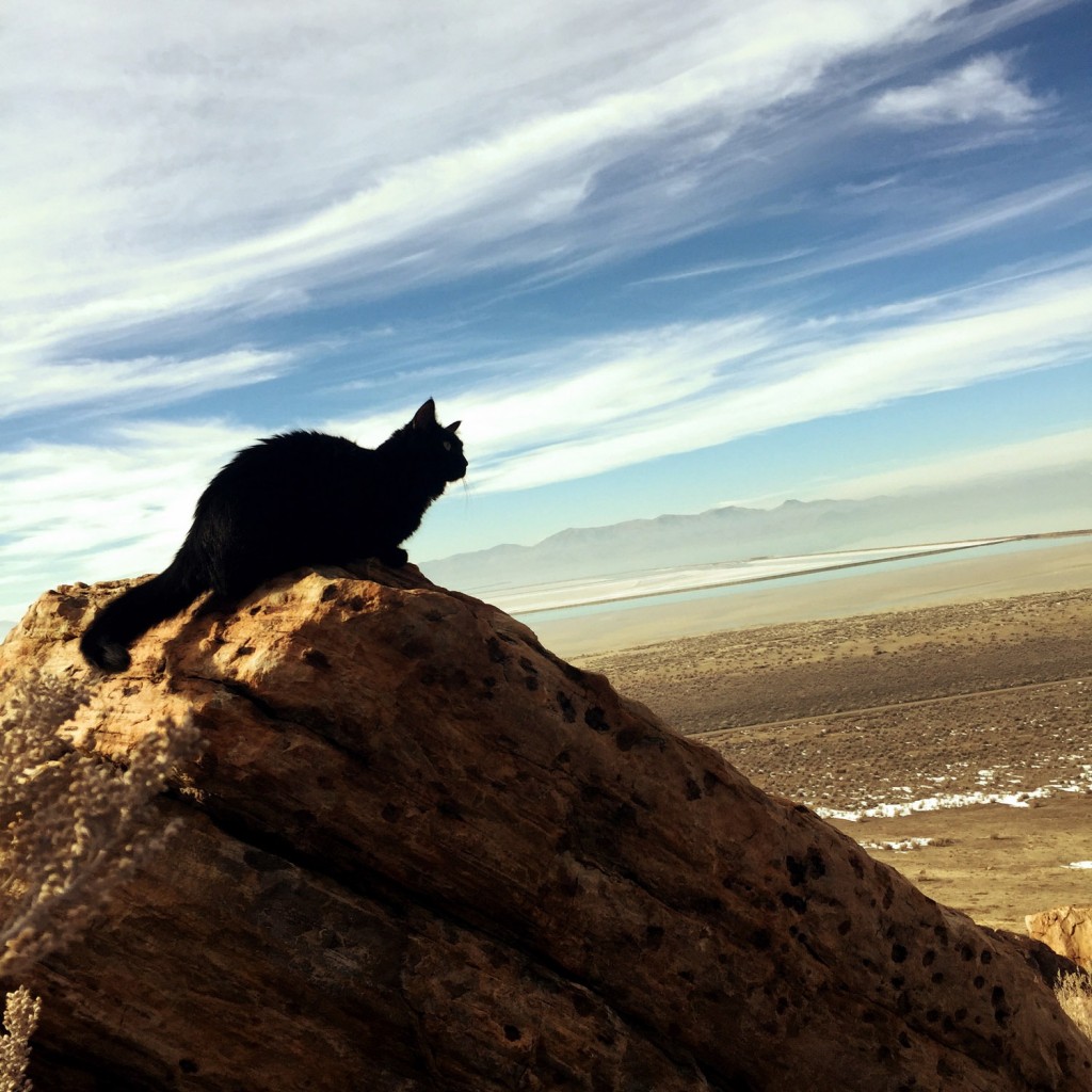 Millie the cat looks at horizon