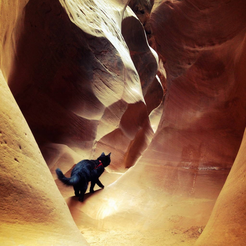 Millie the cat in slot canyon