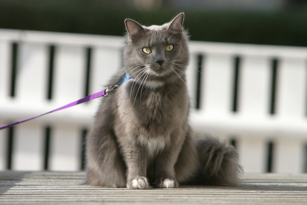 gray cat wearing leash and harness