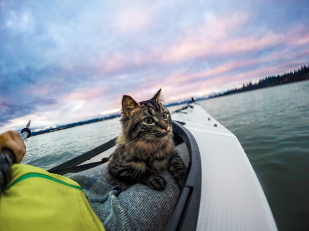 cat riding in kayak