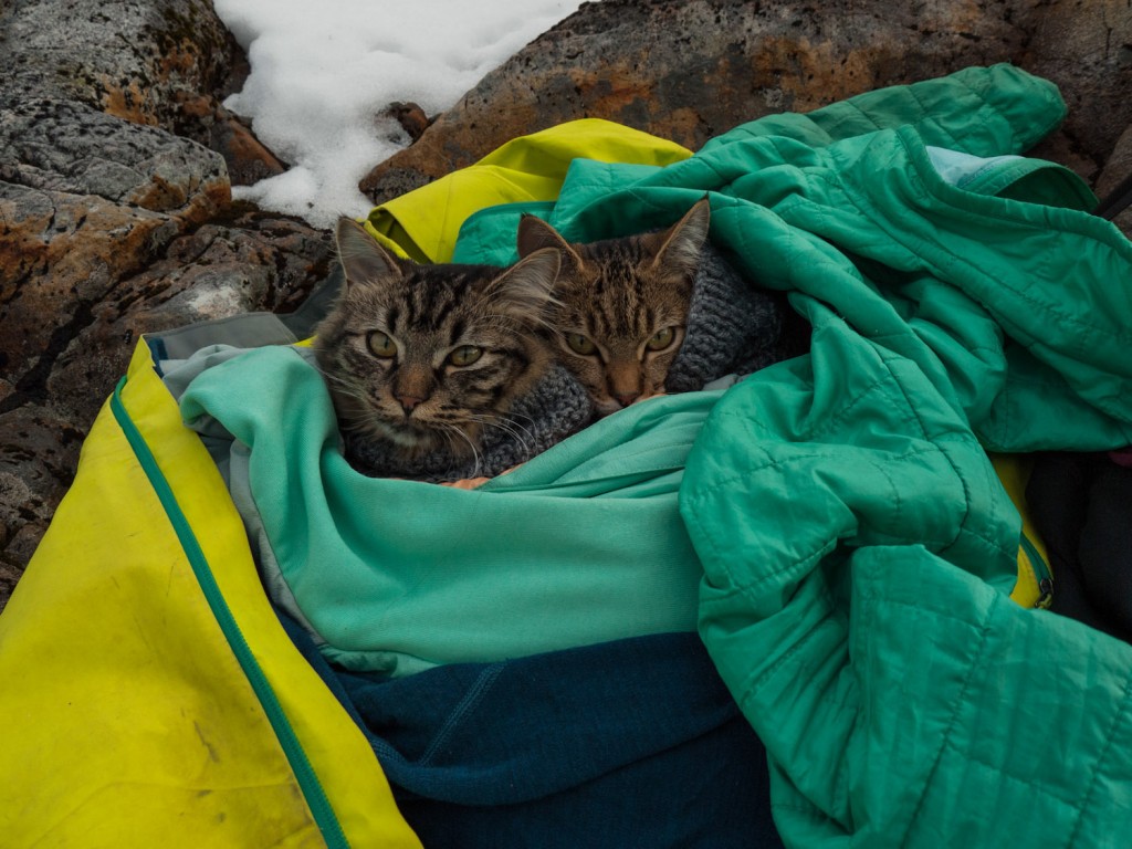 kittens napping on hike