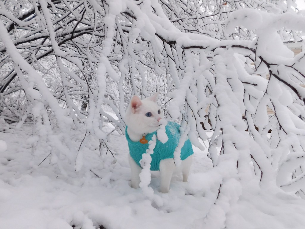 Casper the cat in snow