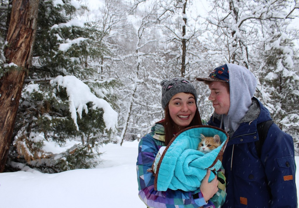kitten snuggled in snow