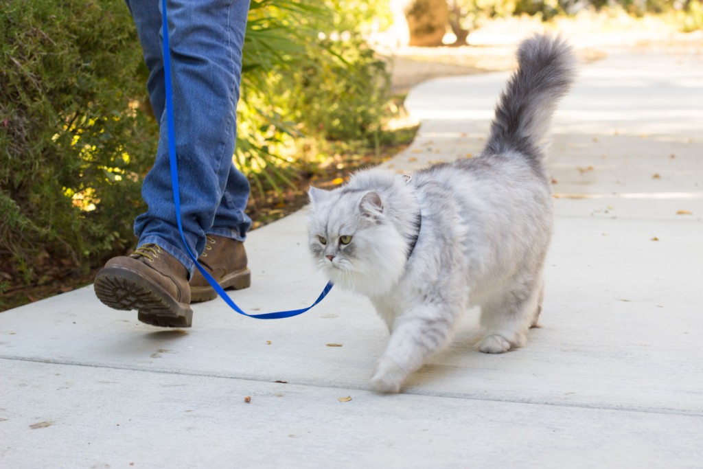 longhaired cat on leash