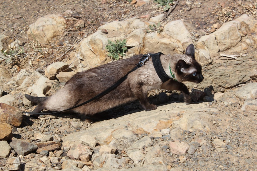 Siamese cat hiking